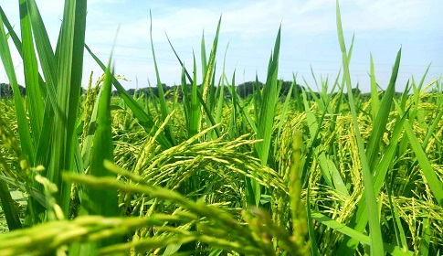 ঈশ্বরদীতে আমনের বাম্পার ফলনের আশা