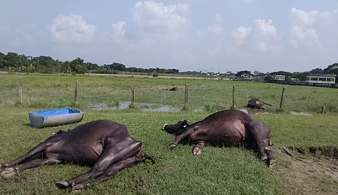 বাগেরহাটে সরকারি প্রজনন খামারে ১৮ মহিষের রহস্যজনক মৃত্যু