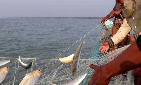 মধ্য রাত থেকে শেষ হচ্ছে ইলিশ ধরার নিষেধাজ্ঞা