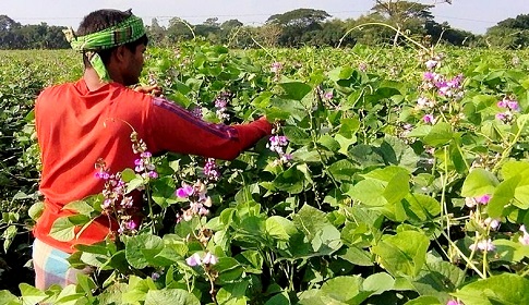 শিম চাষ নিয়ে স্বপ্ন দেখে ঈশ্বরগঞ্জের ১০ গ্রামের মানুষ 