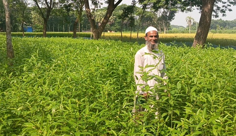 দেশিয় পাটের বীজ উৎপাদনে চেষ্টা করছেন কৃষক মুক্তার মোল্যা