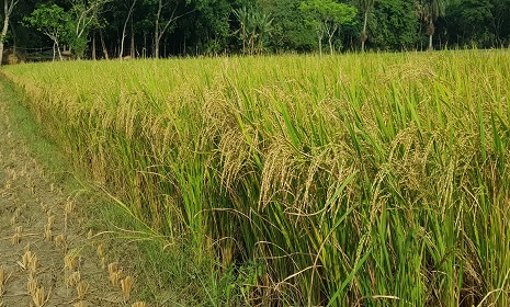 আমনে খাদ্য নিরাপত্তা দেবে ব্রি হাইব্রিড ধান৬