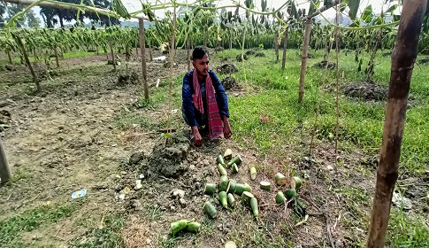 মহম্মদপুরে কৃষকের ১২ শতক জমির লাউ ও গাছ কেটে দিয়েছে দুর্বৃত্তরা 