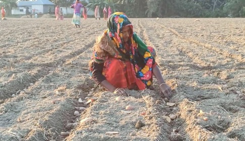 বাড়তি উৎপাদন ব্যয়ের ঝুঁকি নিয়েই আগাম আলু চাষে ব্যস্ত ঠাকুরগাঁওয়ের চাষিরা