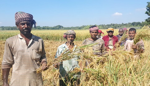 নুয়ে পড়া ধান কাটতে শ্রমিকের অভাব