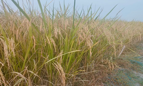 আমন ধানে নতুন আশা জাগিয়েছে ব্রি ধান ১০৩