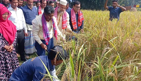 ধান চাষে সার প্রয়োগযন্ত্র ব্যবহারে বাড়ছে ফলন