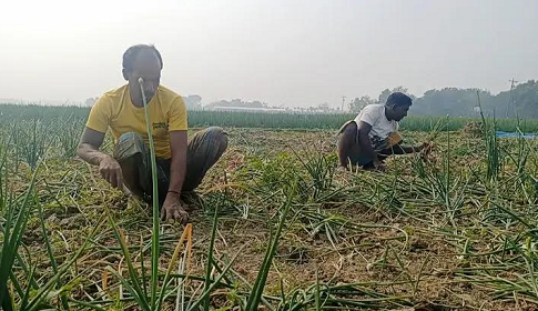 বীজের চড়া দামে খরচ বাড়ছে পেঁয়াজ-রসুন আবাদে