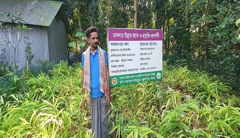 মহম্মদপুরে বস্তা পদ্ধতিতে আদা চাষ