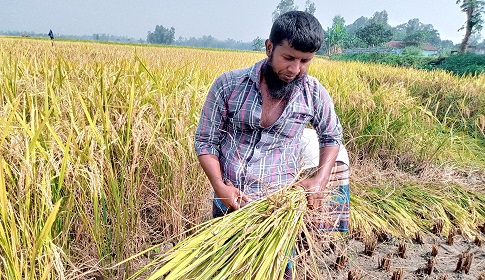 সোনাতলায় আমন ধান ঘরে তুলতে ব্যস্ত কৃষক