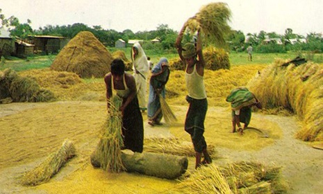 আমনের বাম্পার ফলন, ঘরে ঘরে নবান্ন উৎসব