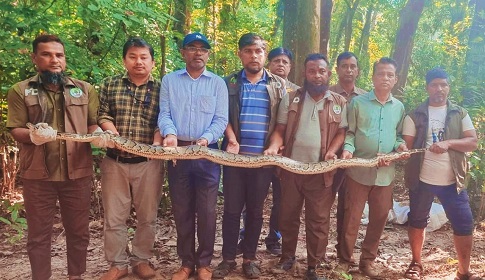 কাপ্তাই জাতীয় উদ্যানে বার্মিজ অজগর অবমুক্ত