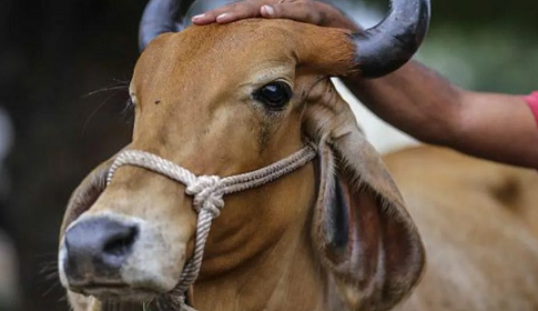 আসামে প্রকাশ্যে গরুর মাংস খাওয়া ও পরিবেশন নিষিদ্ধ