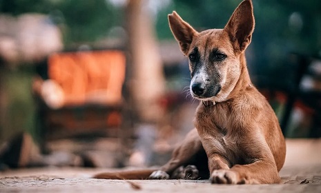 ভারতে আবারও কুকুর ধর্ষণ, হাতেনাতে ধরা যুবক