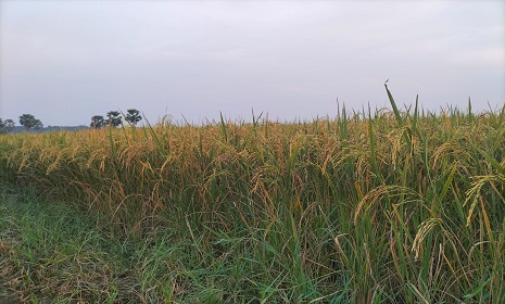 ভাতে মিলবে প্রেটিন