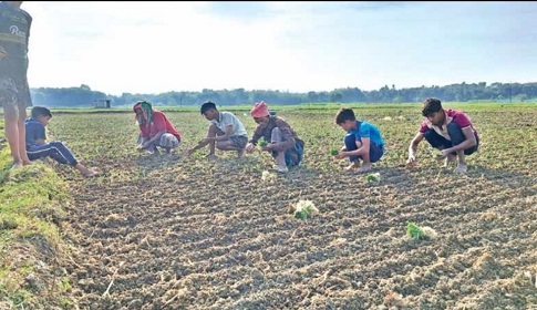 রাজবাড়ীতে হালি পেঁয়াজ রোপণের ধুম