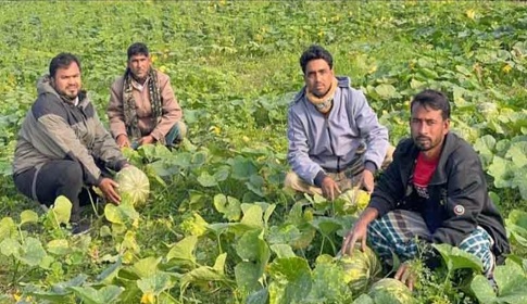 কৃষকদের স্বপ্ন দেখাচ্ছে সুইট হাট জাতের মিষ্টিকুমড়া 