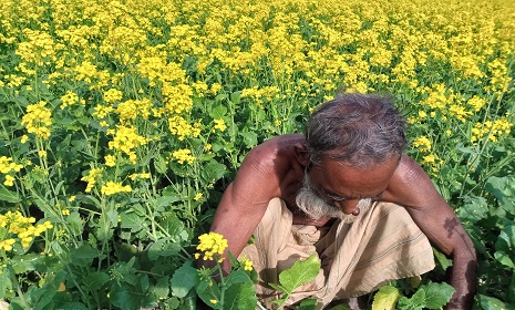 সোনাতলায় সরিষা চাষে ঝুঁকছে কৃষক