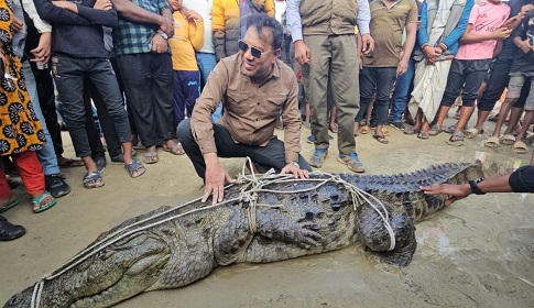 পদ্মা নদীতে মাছ ধরতে গিয়ে ধরা পড়লো কুমির, আতঙ্কে গ্রামবাসী