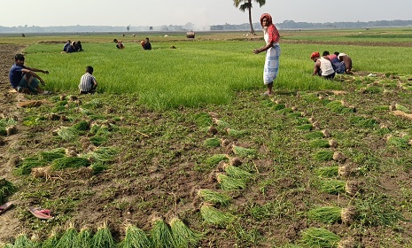 সালথায় হালি পেঁয়াজের চারা রোপণ শুরু