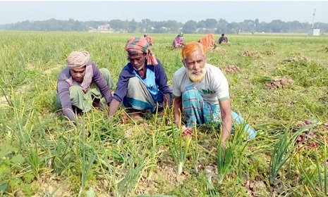 রাজবাড়ীতে লোকসানে মুড়িকাটা পেঁয়াজ চাষিরা