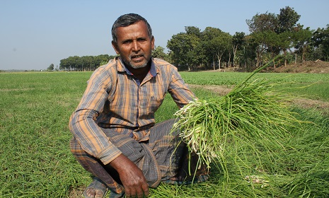 রাতের আঁধারে বিষ দিয়ে কৃষকের পেঁয়াজ রসুন নষ্ট করলো দুর্বৃত্তরা