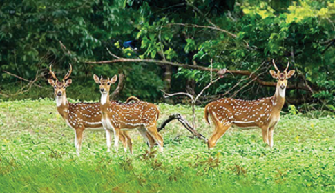 গত এক বছরে ৯৫ কেজি হরিণের মাংস উদ্ধার, ১৩ মামলায় গ্রেপ্তার ২০ 