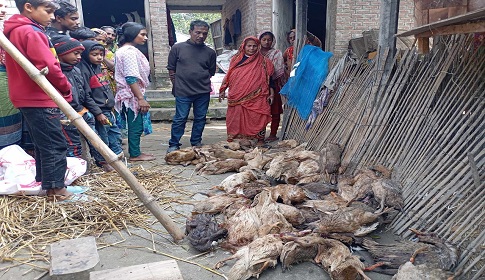 নাটোরে ভুয়া পশু চিকিৎসকের ইনজেকশনে ৪ শতাধিক হাঁসের মৃত্যু