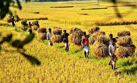 কমেছে কৃষিঋণ বিতরণ, এখনো শুরুই করেনি চার ব্যাংক