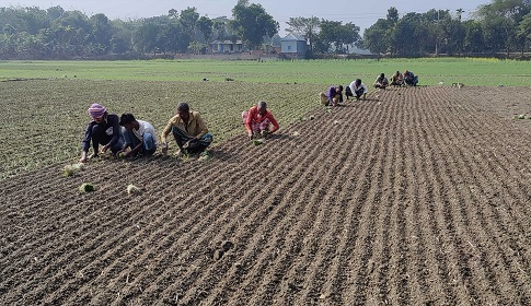 হালি পেঁয়াজ চাষে ব্যস্ত রাজবাড়ীর কৃষকরা