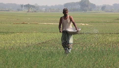 সার নিয়ে কারসাজি, ফলন বিপর্যয়ের আশঙ্কা