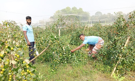 নড়াইলে দুই বন্ধুর বরই চাষে সফলতার গল্প