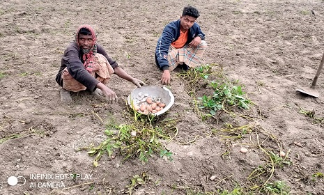 সোনাতলায় আলুর দাম তলানিতে