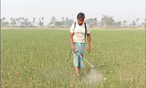 ঝিনাইদহে স্বাস্থ্যবিধির 'বালাই' নেই কৃষকদের