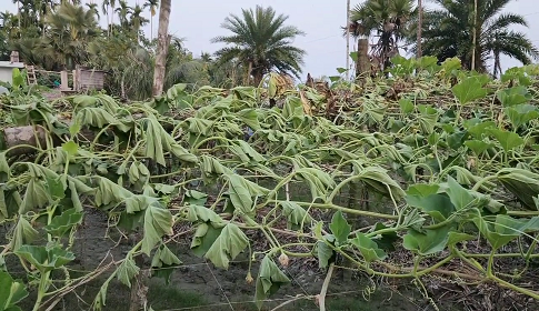 বাগেরহাটে খামারের ৩০০ ফলন্ত লাউ ও মিষ্টি কুমড়া গাছ কেটেছে দুর্বৃত্তরা