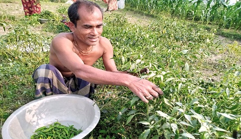 কাঁচা মরিচের কেজি ১৫ টাকা, লোকসানে চাষি 