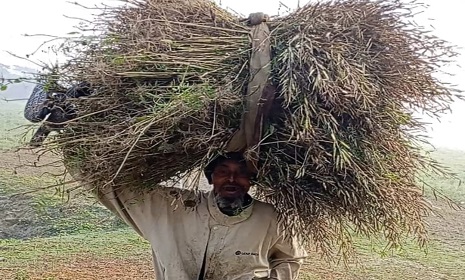 নড়াইলে জোরপূর্বক জমি দখল করে ফসল কেটে নিল দুর্বৃত্তরা