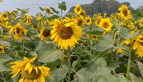 ফরিদপুরে মুগ্ধতা ছড়াচ্ছে সূর্যমুখীর হাসি