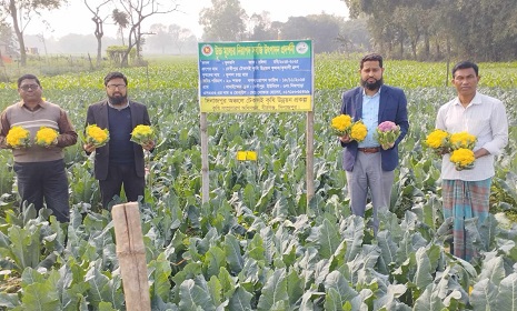 দিনাজপুরে রঙিন ফুলকপি ও বাঁধাকপিতে লোকসান পুষিয়ে নিচ্ছে কৃষক