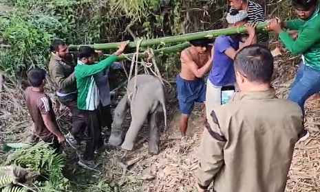  রাজস্থলীতে মুমূর্ষু অবস্থায় হাতির শাবক উদ্ধার