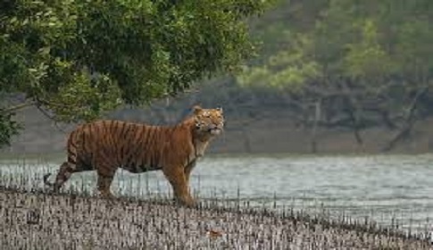 সুন্দরবন দিবসে সাতক্ষীরায় নানা কর্মসূচি