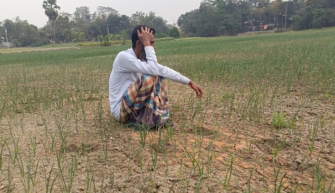 শত্রুতার জেরে বিষ দিয়ে পেঁয়াজ ক্ষেত নষ্ট করার অভিযোগ