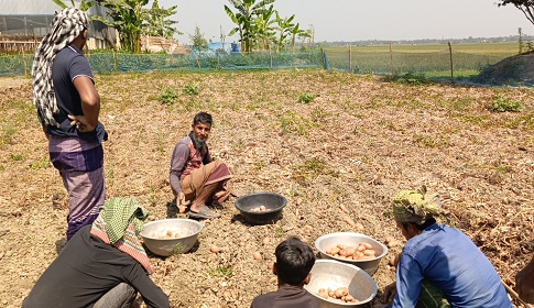 সালথায় আলু চাষ করে লাভবান কলেজ শিক্ষার্থী