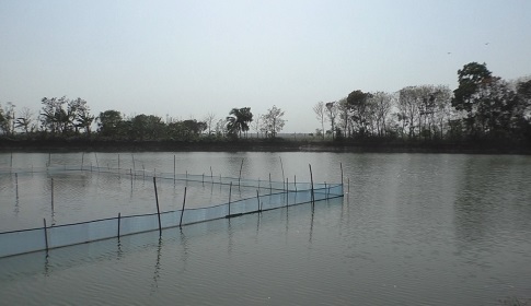 শৈলকুপায় মৎস ঘেরে ফের ডাকাতের আত্রমণ, এলাকাজুড়ে আতঙ্ক