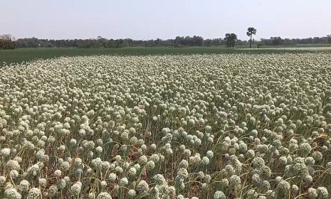 নগরকান্দায় কালো সোনা খ্যাত পেঁয়াজ বীজের বাম্পার ফলন