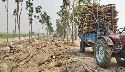 কড়াই বিলের সহস্রাধিক আম গাছ কেটে সাবার করে ফেলেছে বিএনপির দুই নেতা