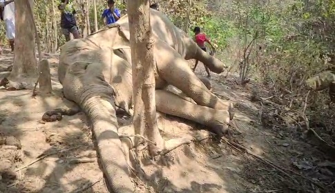 রাজস্থলীতে প্রসবকালে বন্যহাতি সহ শাবকের মৃত্যু