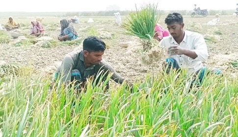 বাজার ধরতে অপরিপক্ব রসুন তুলছেন রাজবাড়ীর কৃষকরা