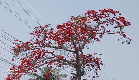 লাল শিমুল ফুলে প্রকৃতিতে যেন আগুন লেগেছে