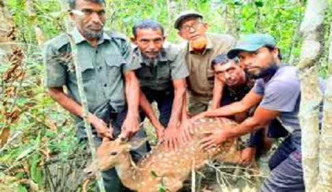 সুন্দরবনে শিকারীর ফাঁদ থেকে জীবিত হরিণ উদ্ধার